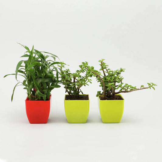 2 Layer Bamboo Jade Plant Set