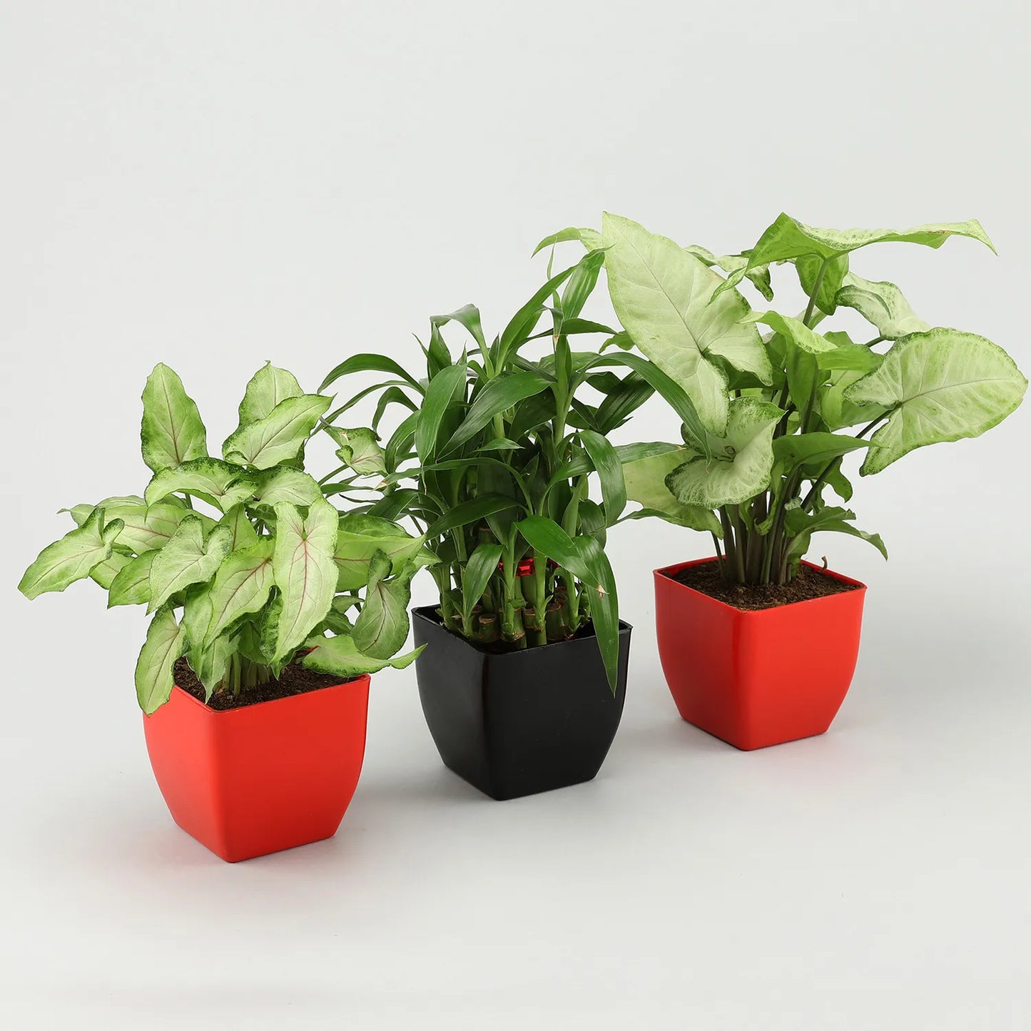 2 Layer Bamboo Syngonium Plant Set