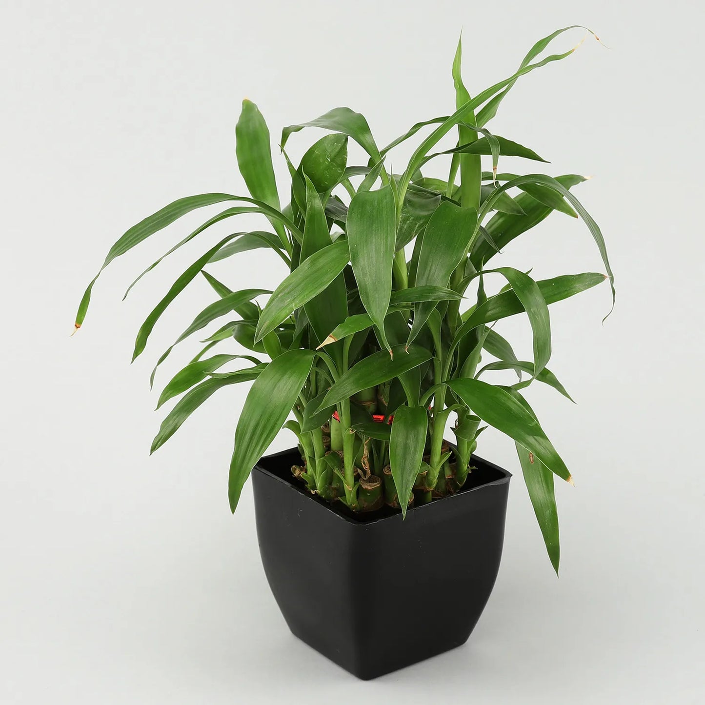 2 Layer Bamboo Syngonium Plant Set
