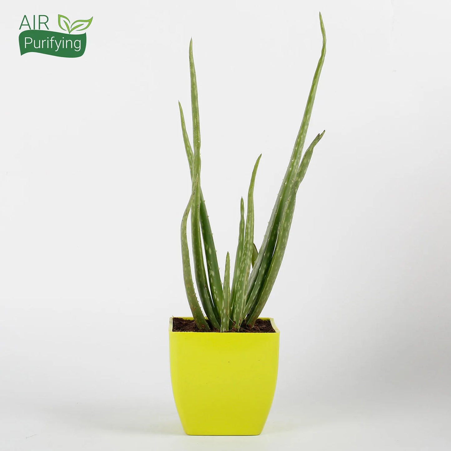 Aloe Vera Plant in Yellow Imported Plastic Pot