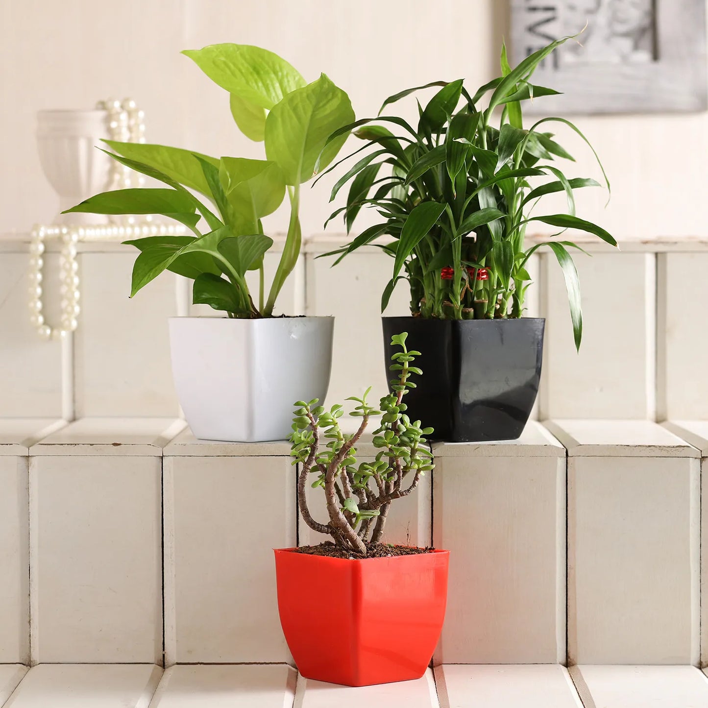 Bamboo Money Jade Plant Set