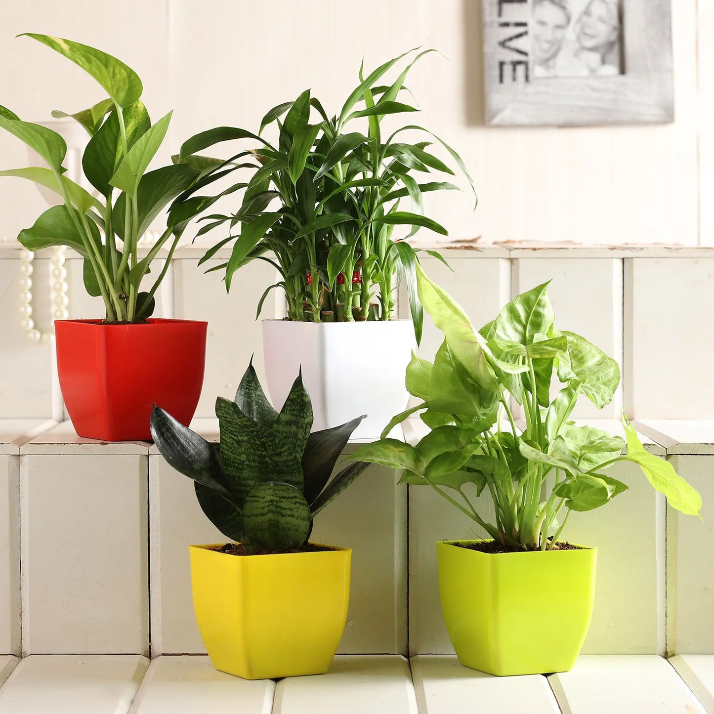Bamboo Sansevieria Syngonium Money Plant Set