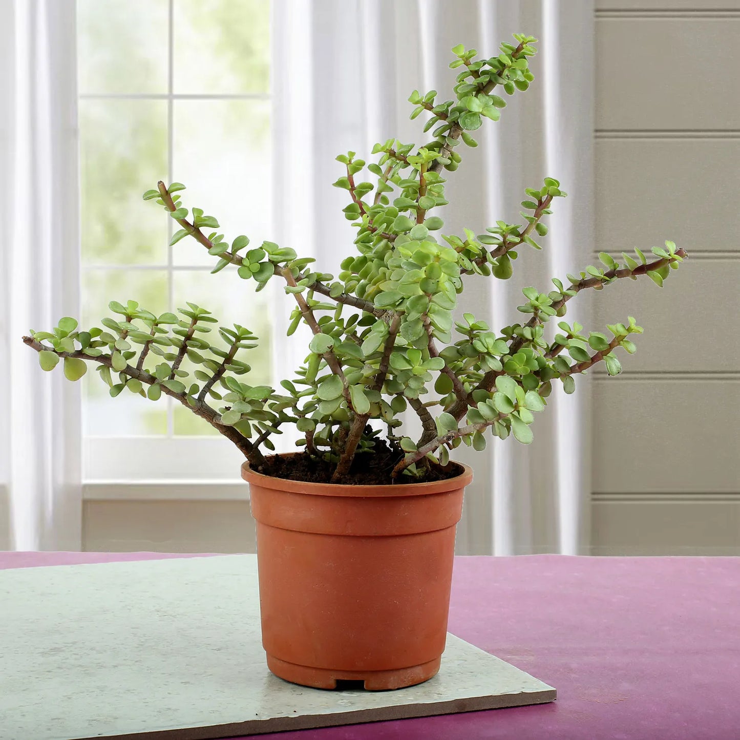 Beautiful Jade Plant
