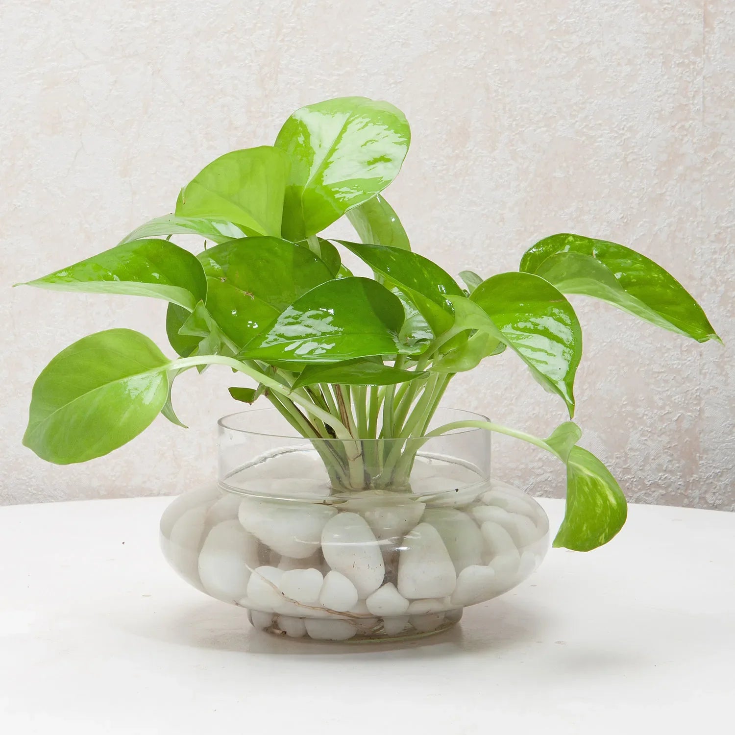 chinese money plant terrarium Divine Money Plant Terrarium – Mad For Gifts
