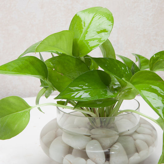 Divine Money Plant Terrarium