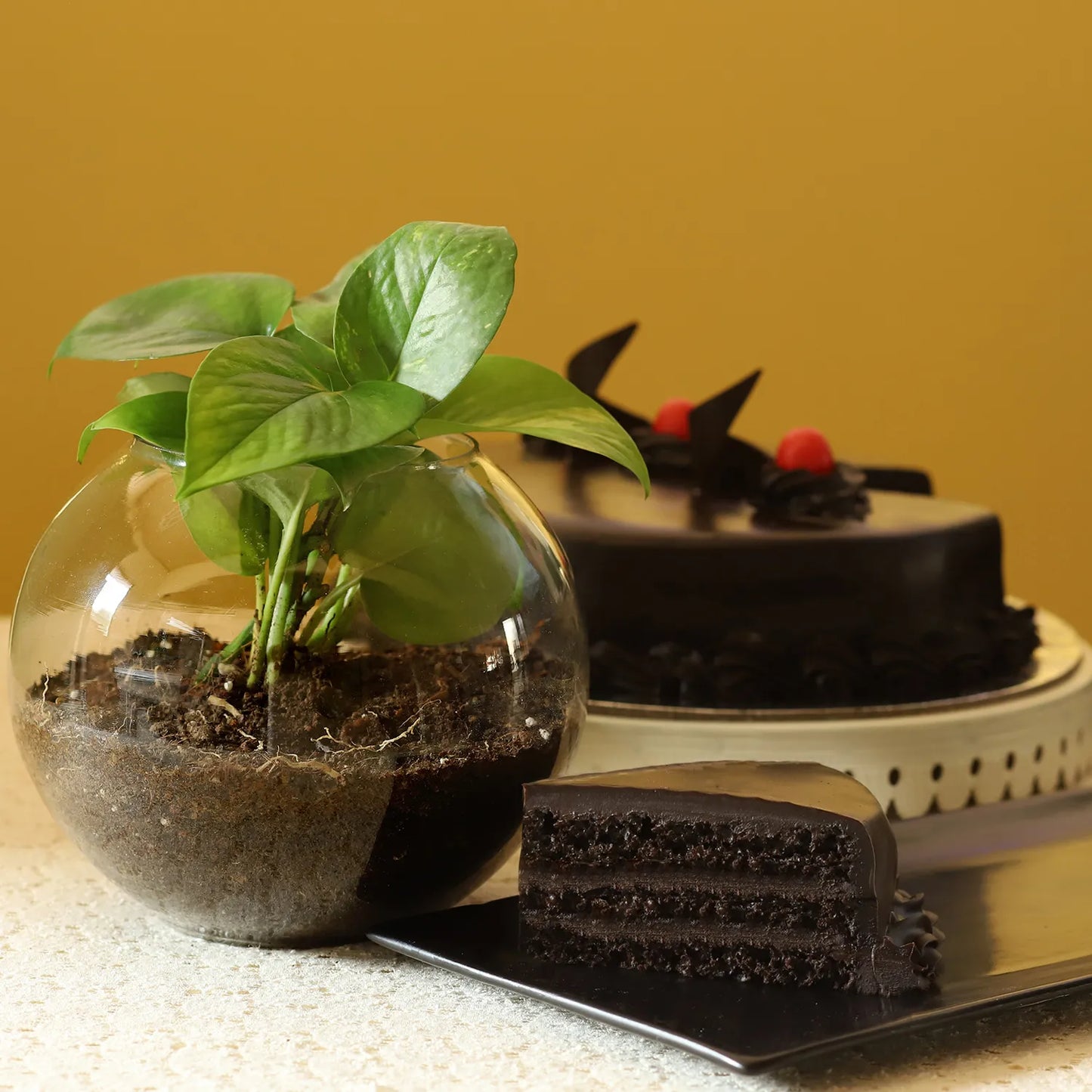 Truffle Cake & Money Plant
