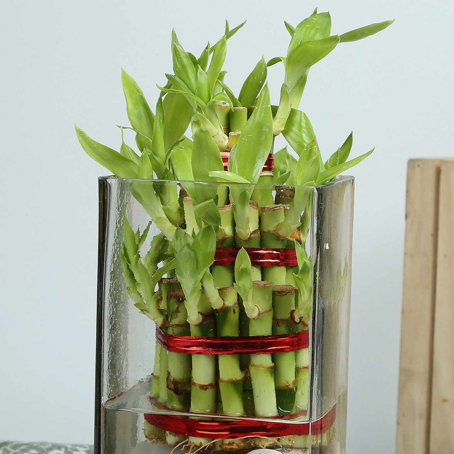 Exquisite Three Layer Bamboo Terrarium