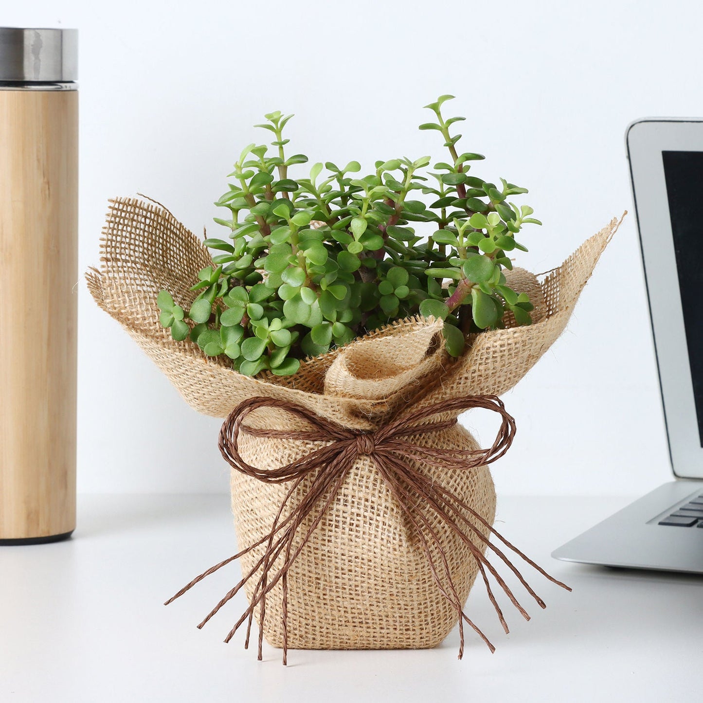 Forever Grateful Jade Plant Pot