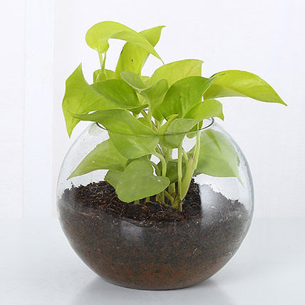 money plant in green vase Golden Money Plant In Glass Vase – Mad For Gifts