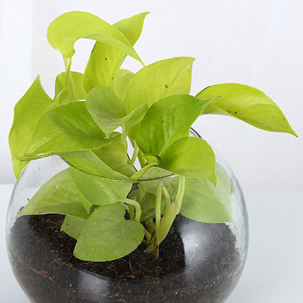 Golden Money Plant In Glass Vase