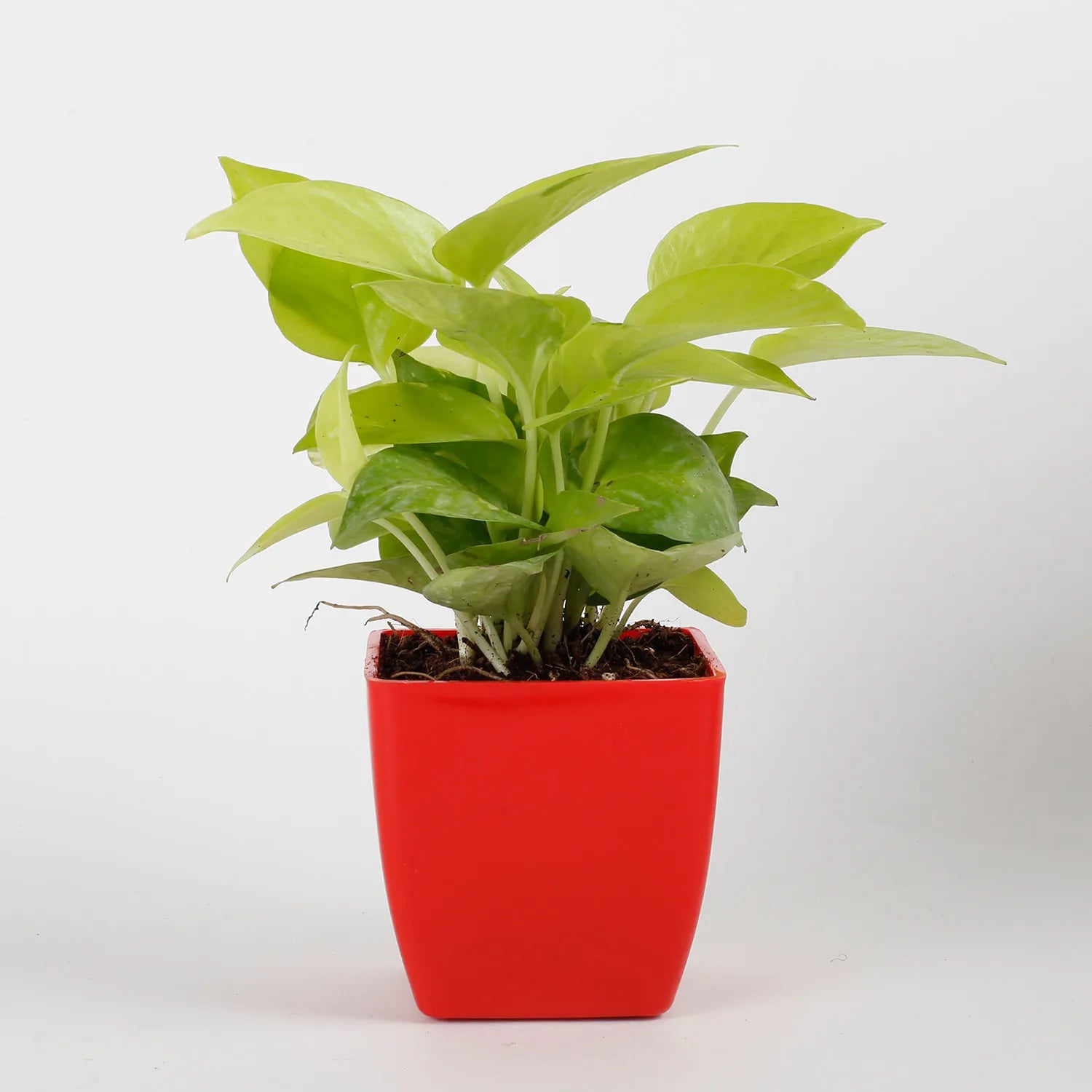 money plant red Golden Money Plant in Red Imported Plastic Pot – Mad For Gifts