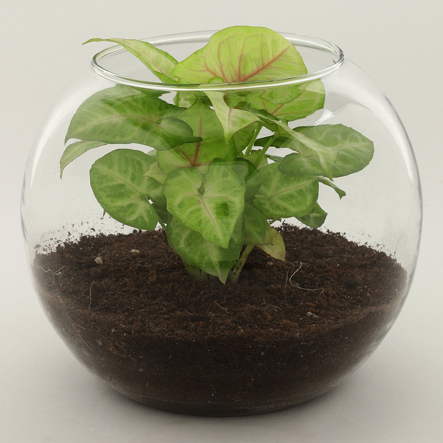 Golden Syngonium Plant In Glass Vase