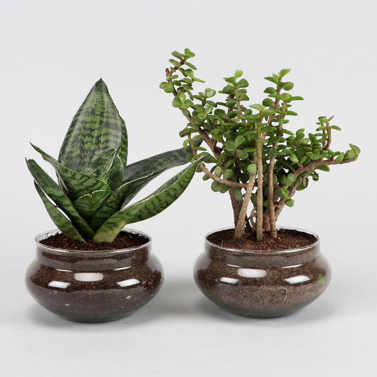 Green Sansevieria Jada Plant In Bowls