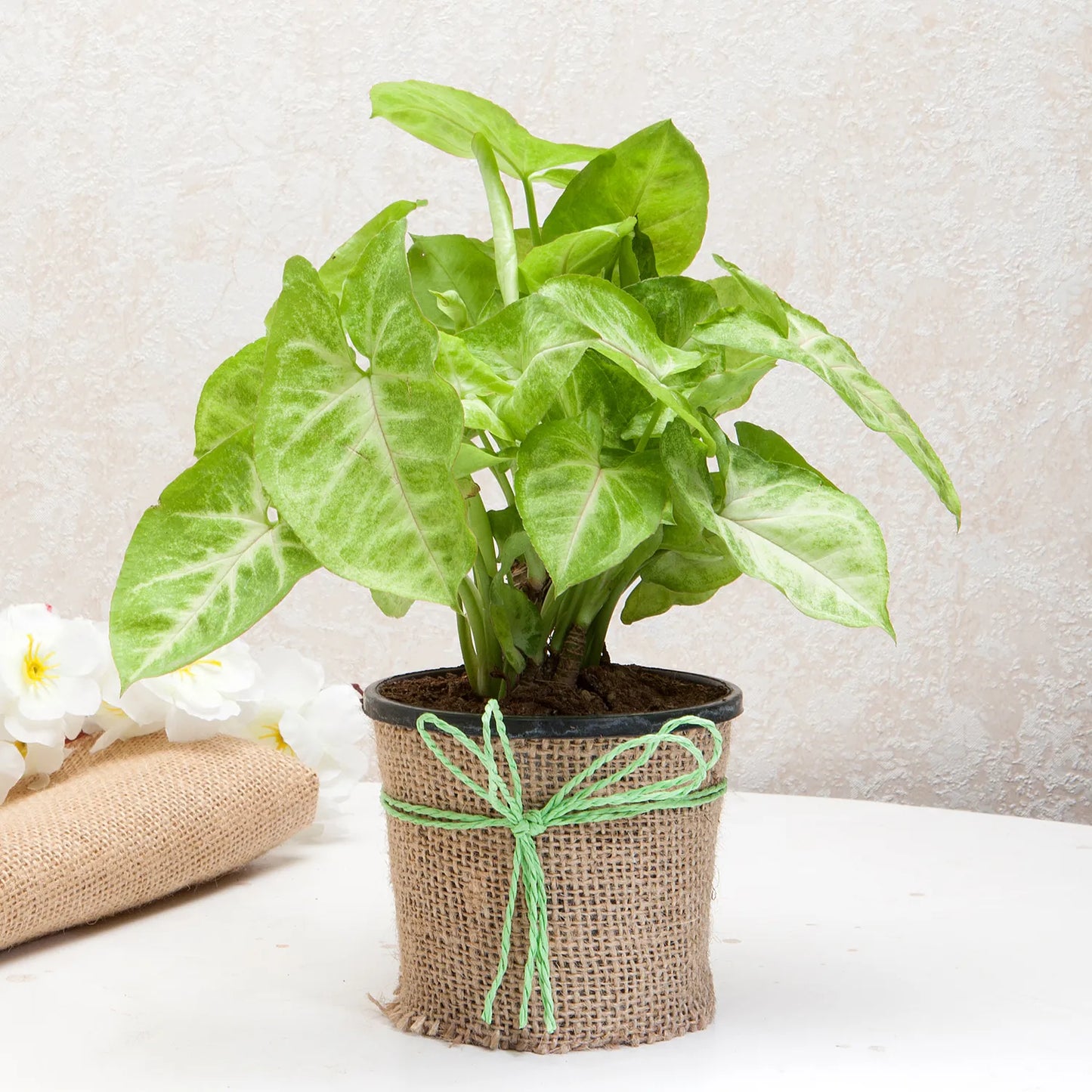 Hue of Green Syngonium Plant