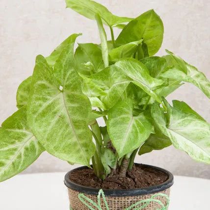 Hue of Green Syngonium Plant
