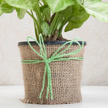 Hue of Green Syngonium Plant