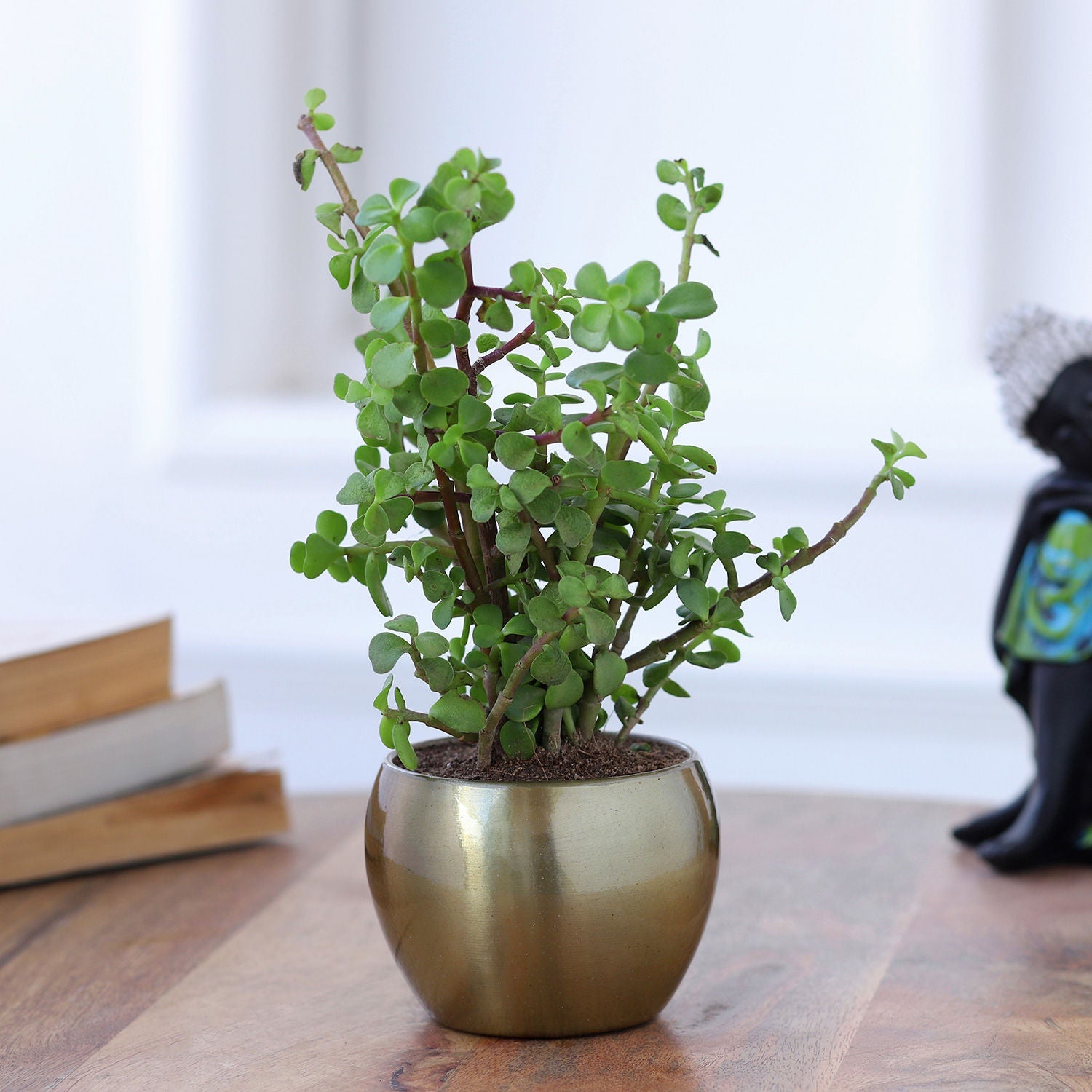 jade plant in gold tone metal pot Jade Plant In Gold Tone Metal Pot – Mad For Gifts
