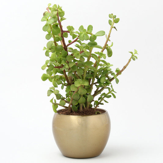 Jade Plant In Gold Tone Metal Pot