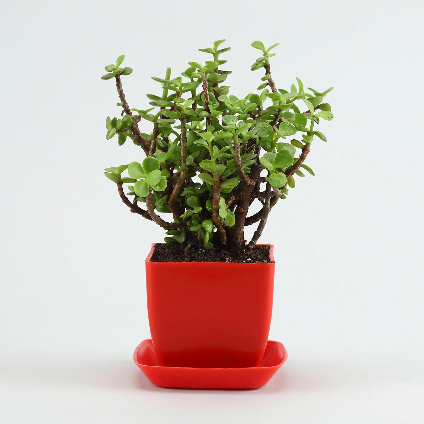Jade Plant Red Pot With Plate