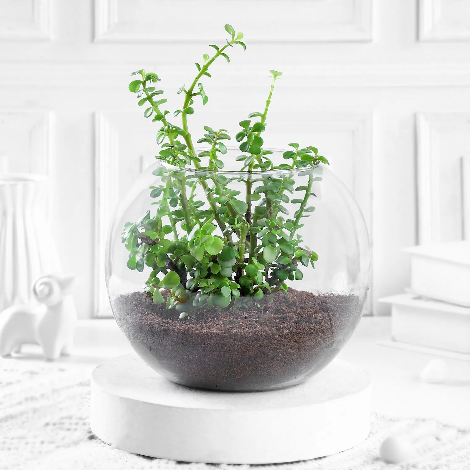 jade plant in glass jar Jade Plant Terrarium In Glass Vase – Mad For Gifts