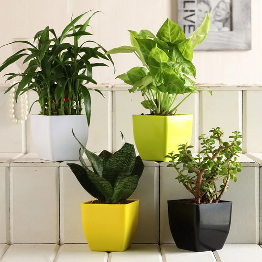 Jade Sansevieria Bamboo Syngonium Plant Set