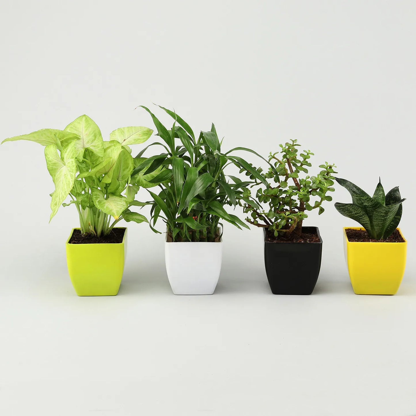 Jade Sansevieria Bamboo Syngonium Plant Set