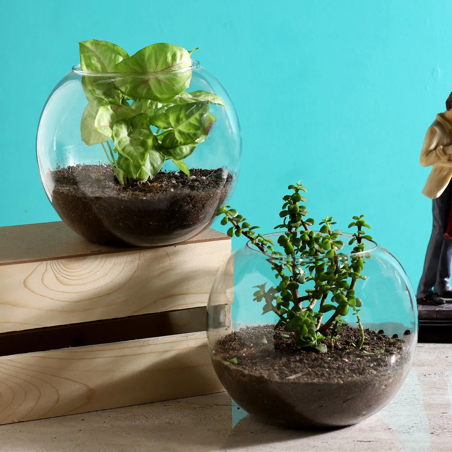 terrarium jade plant Jade & Syngonium Plant Terrarium Set – Mad For Gifts