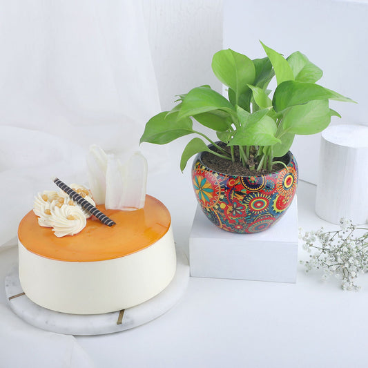 Joyful Money Plant N Cake Combo