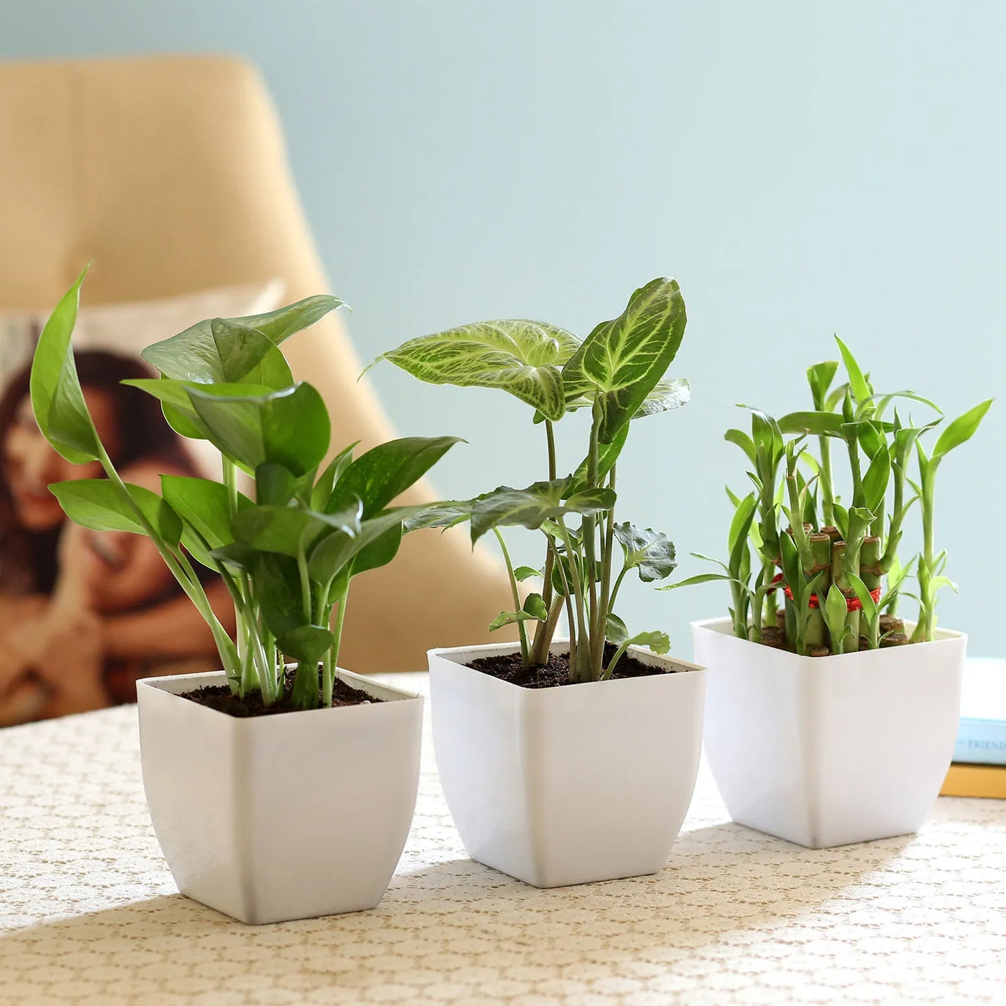 Leafy Lucky Plants Combo