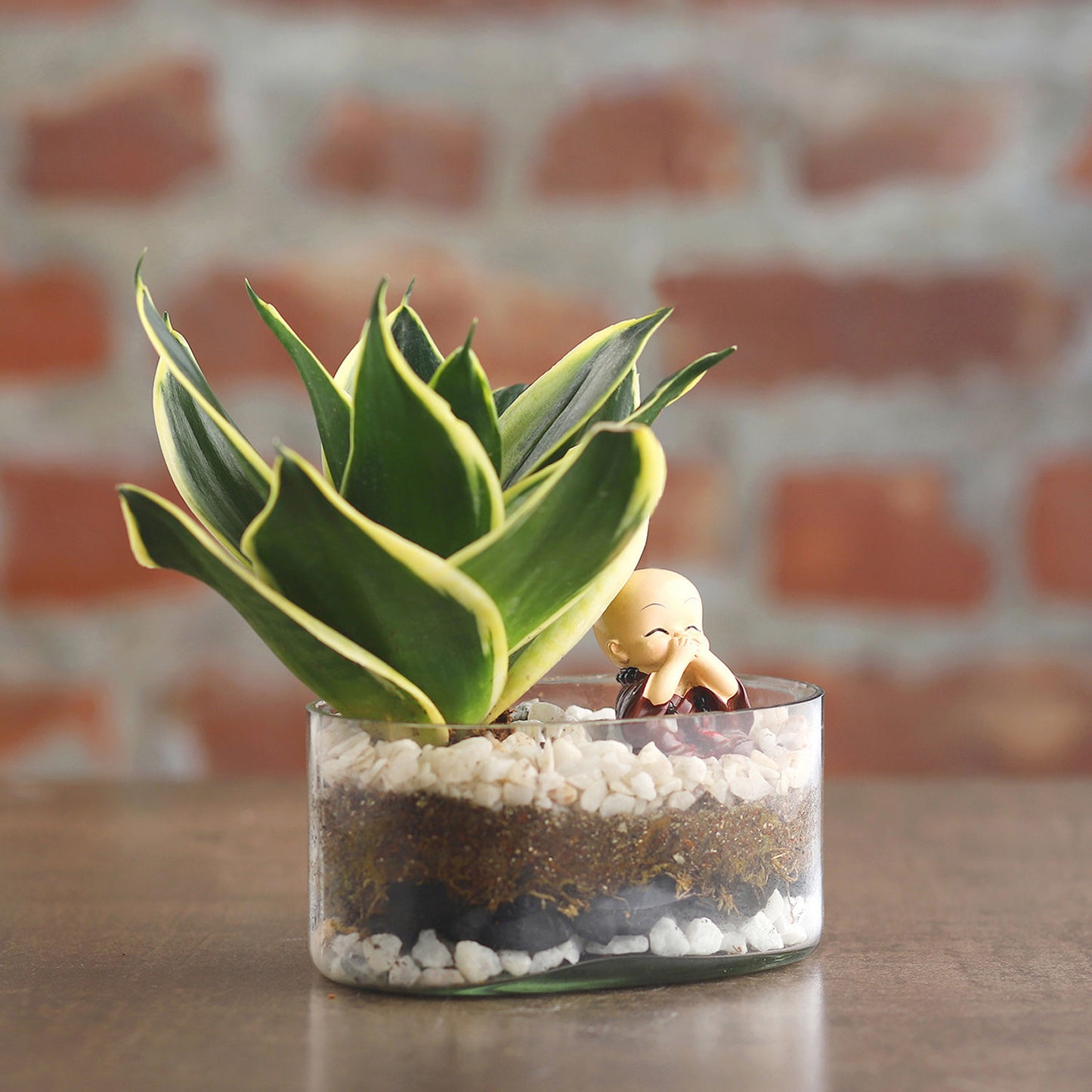 Milt Sansevieria Plant Oval Jar Terrarium