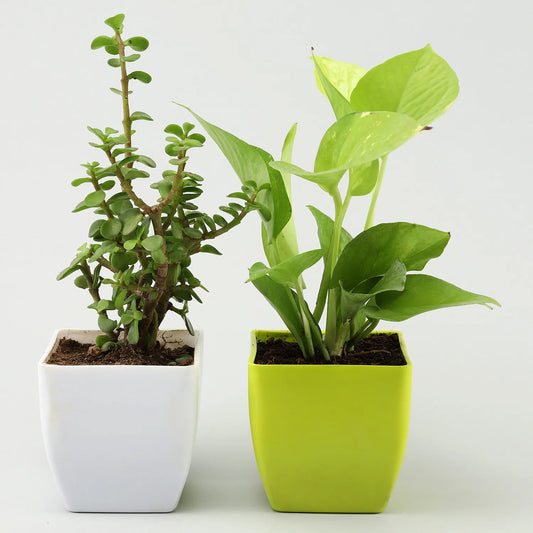 Money Jade Plant Set