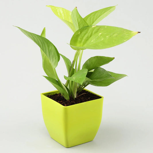 Grand 5 House Plant Set