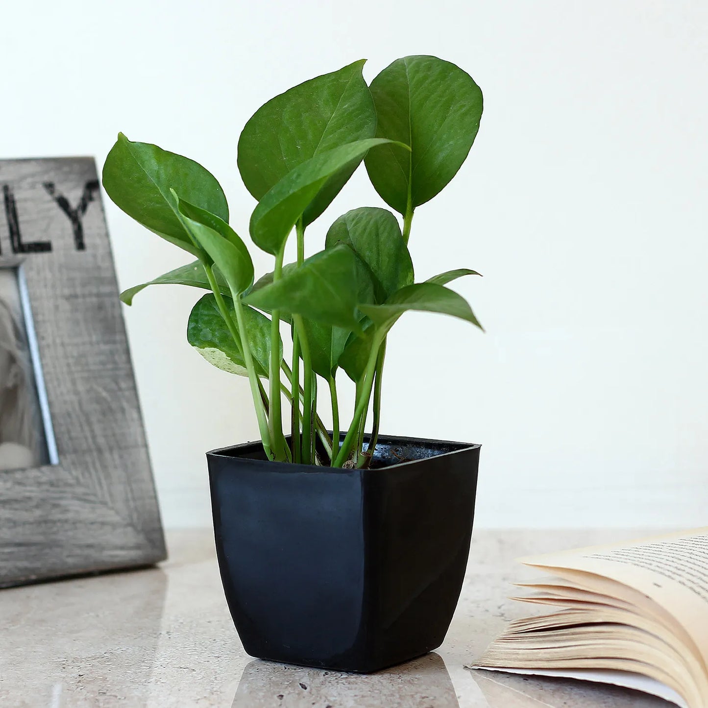 Money Plant in Black Imported Plastic Pot