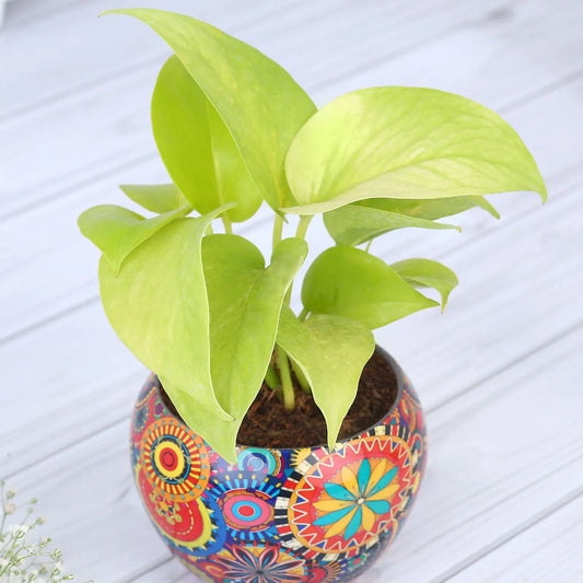 Money Plant In Rajwada Printed Pot