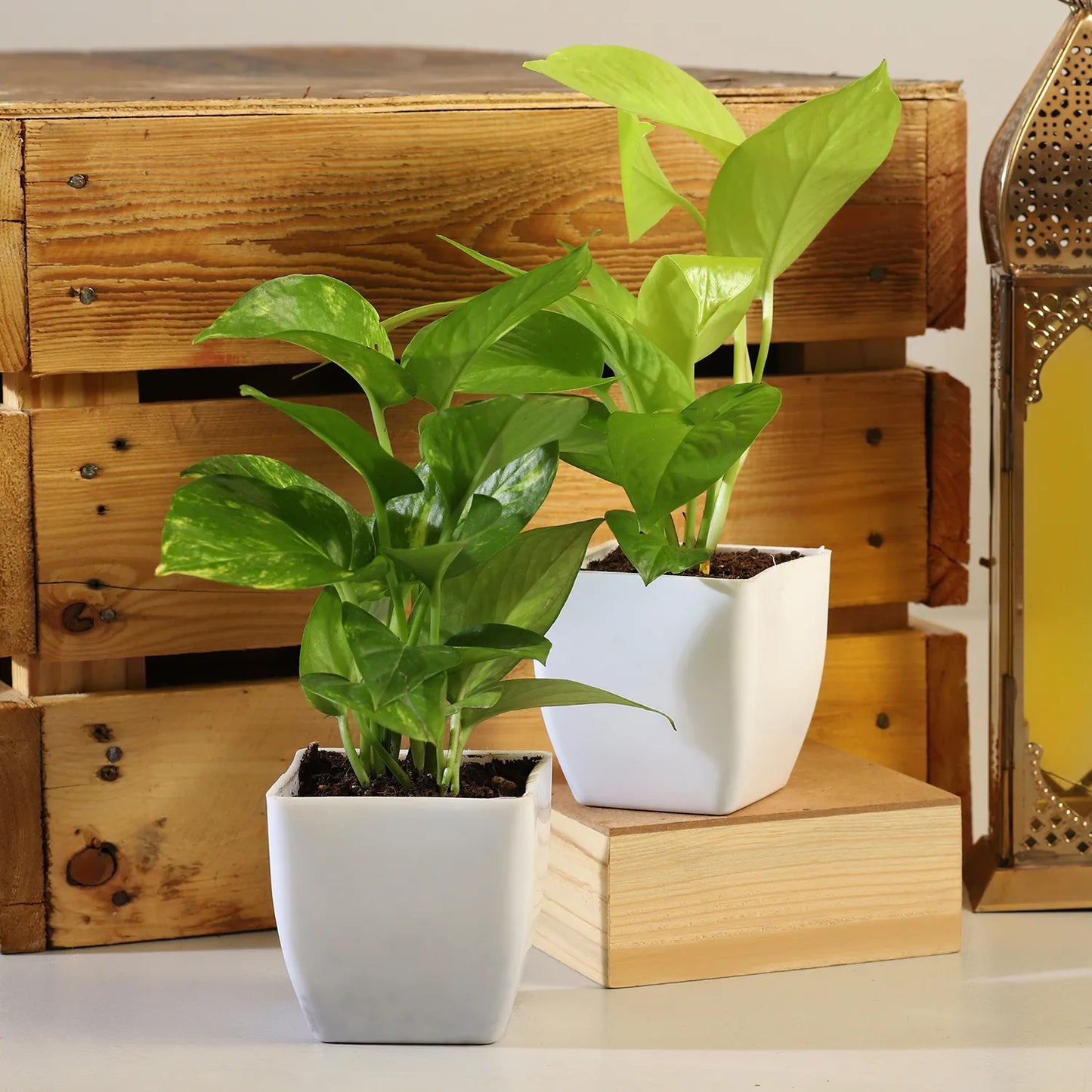 Money Plant White Pot Combo