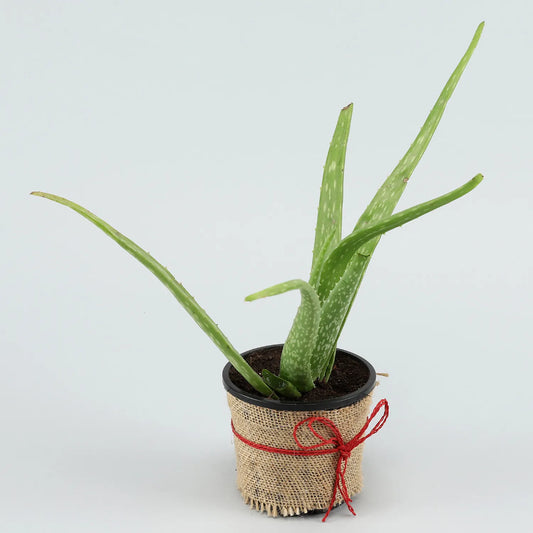 Potted Aloe Vera Plant