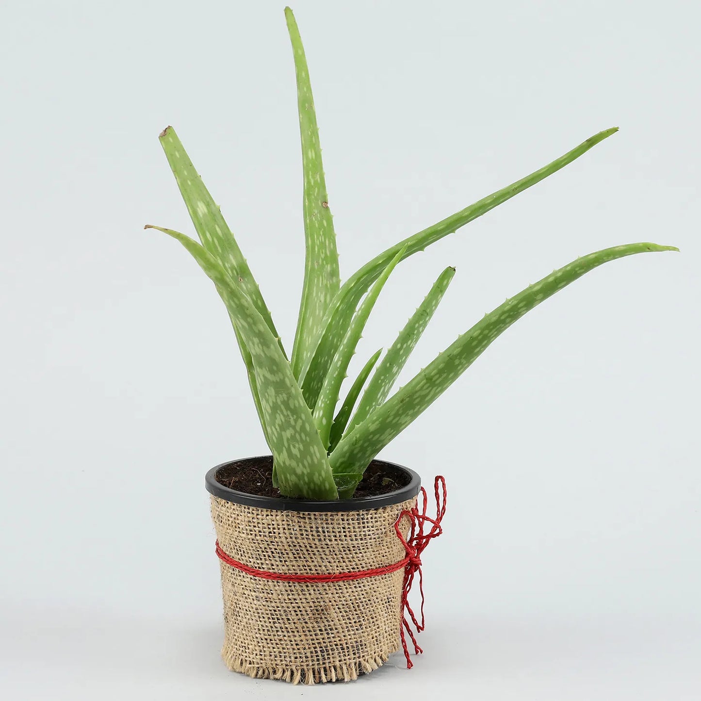 Potted Aloe Vera Plant