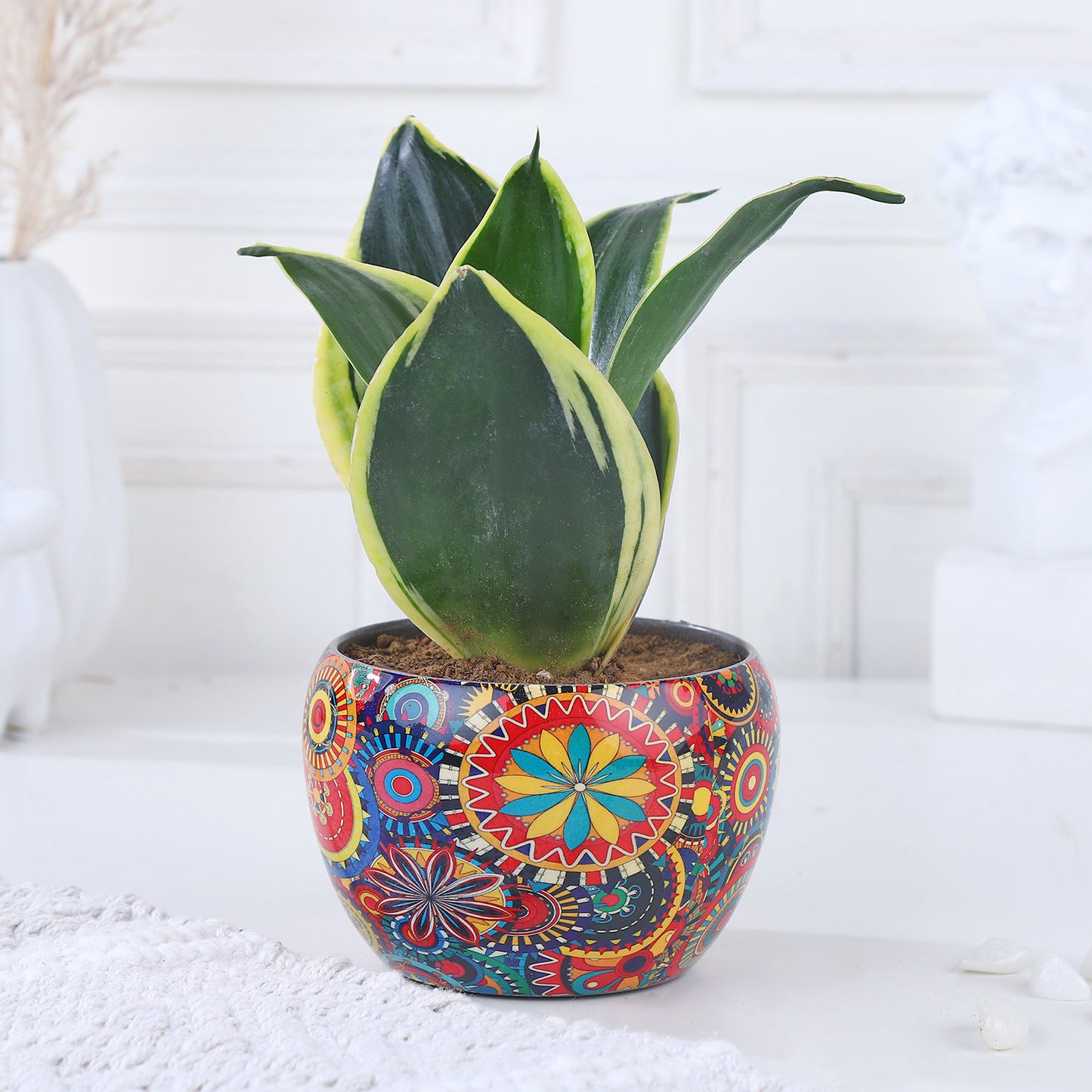 Radiant Resilience Sansevieria