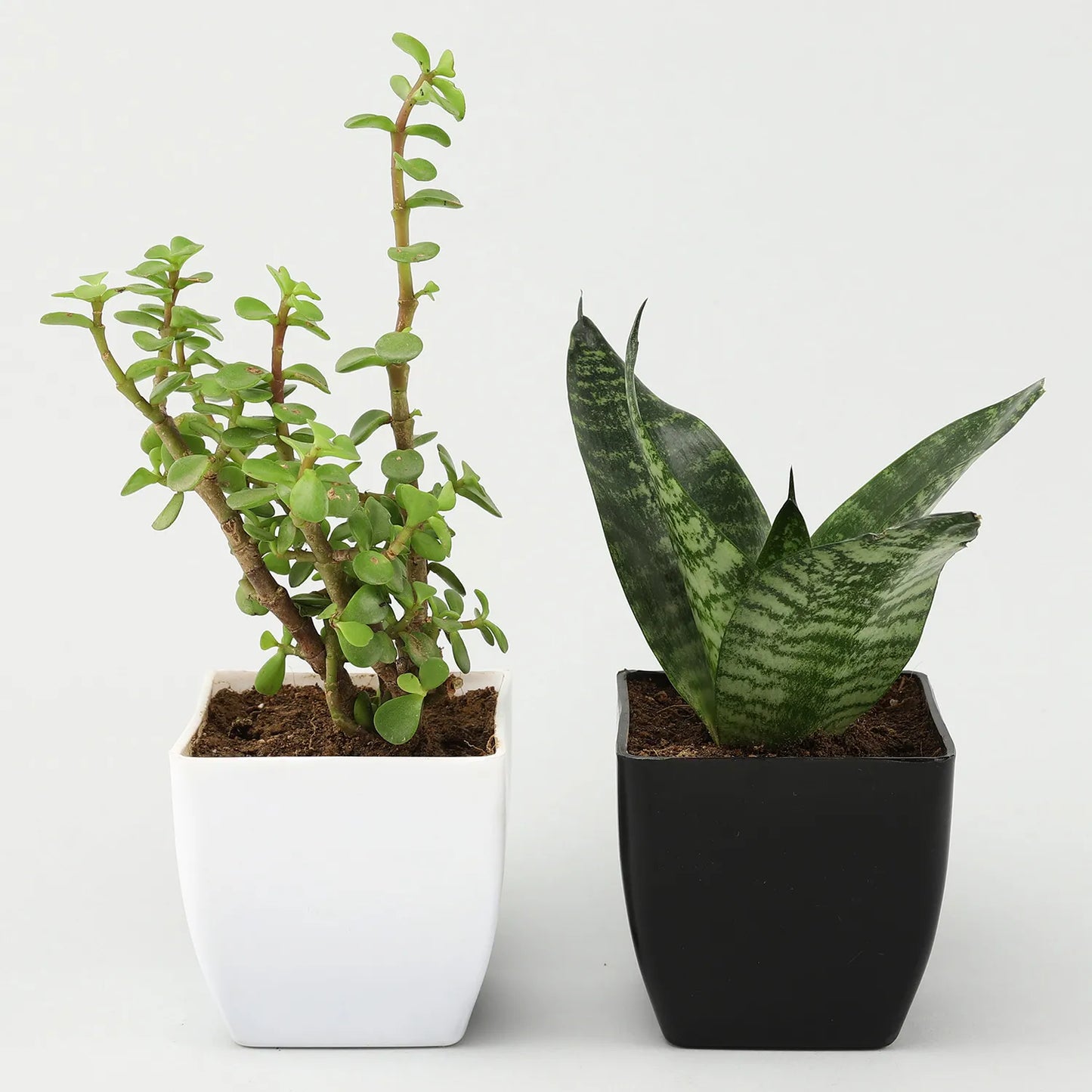 Sansevieria Jade Plant Set