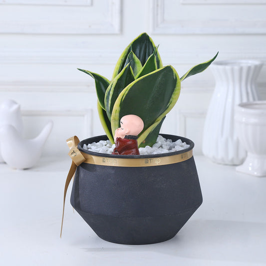 Sansevieria Noir Tranquility