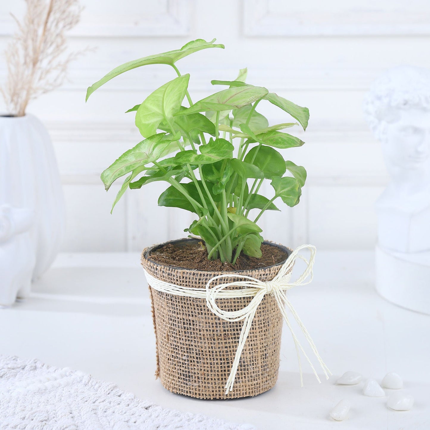 Serenity Greenscape Syngonium Gift