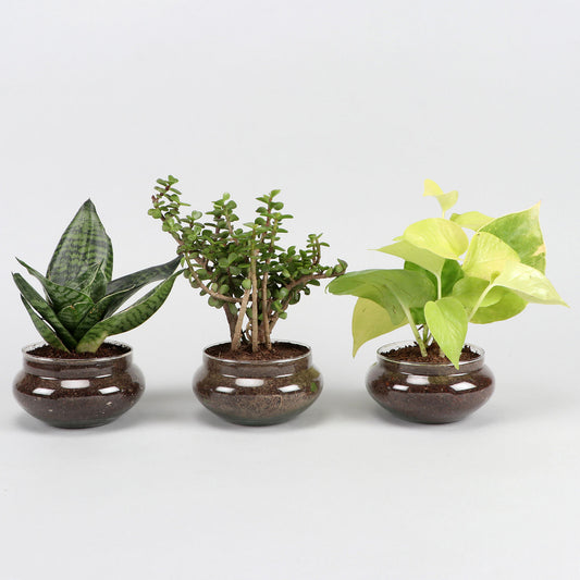 Set of Three Beautiful Plants In Bowls