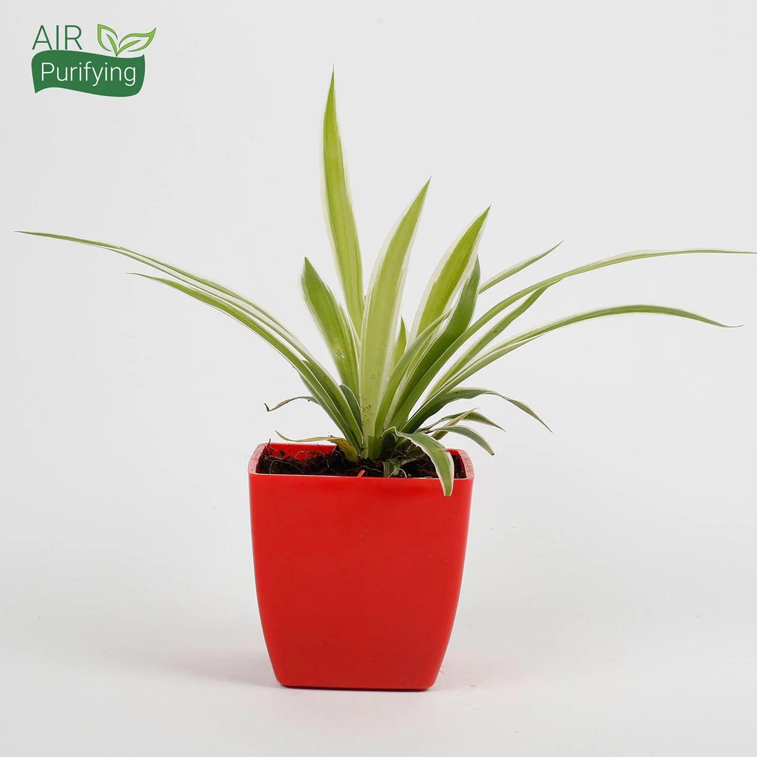 plastic spider plant Spider Plant in Imported Plastic Red Pot – Mad For Gifts