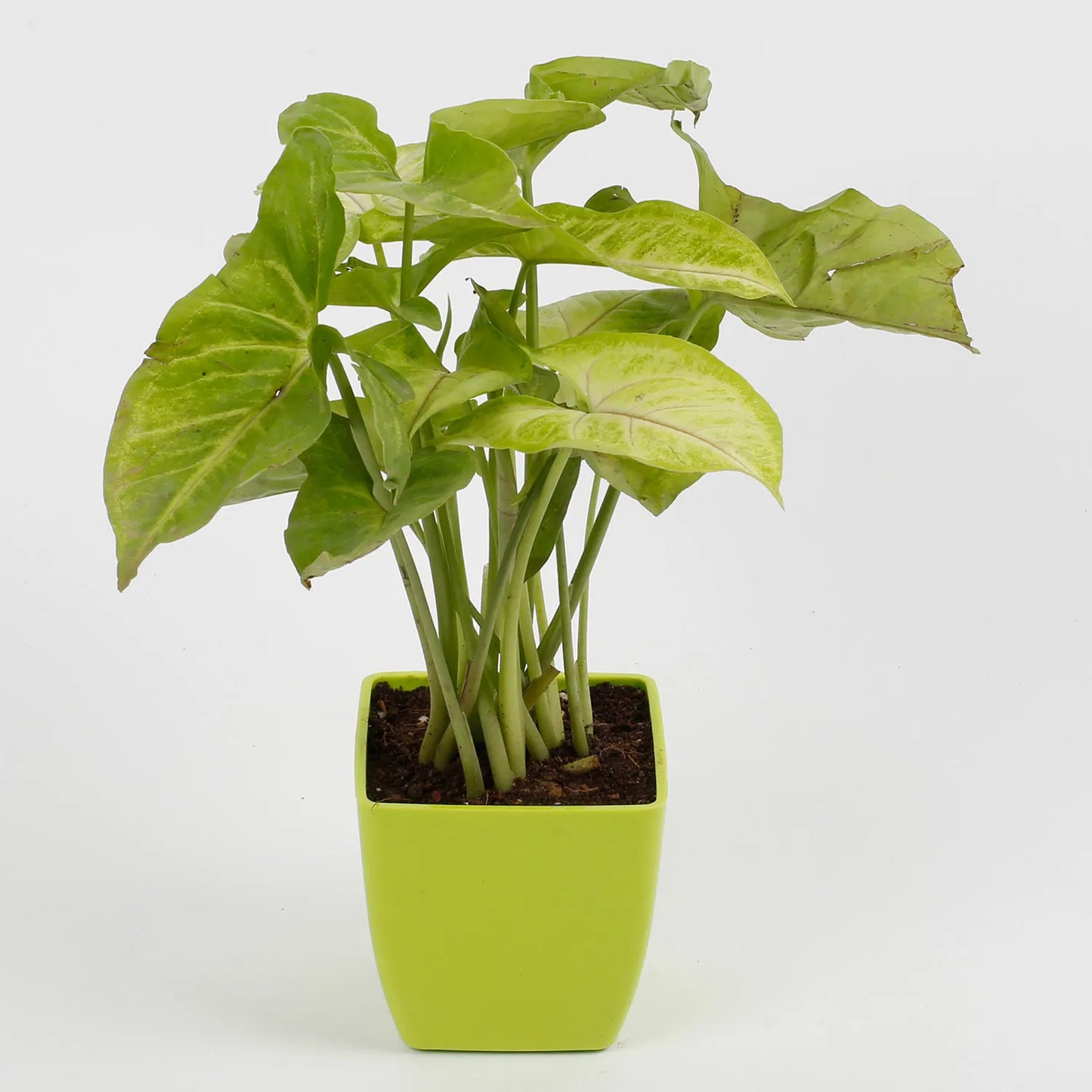Syngonium Green Plant in Imported Plastic Pot