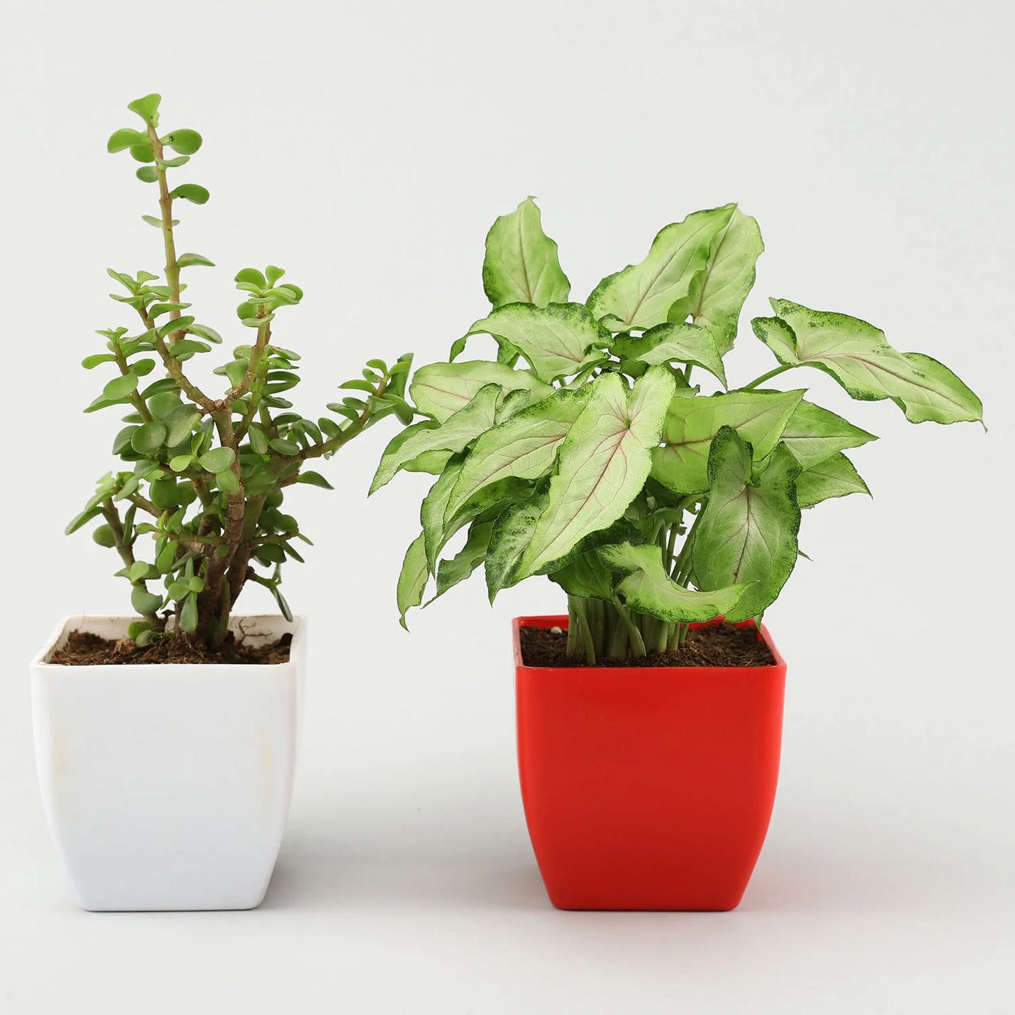 Syngonium Jade Plant Set