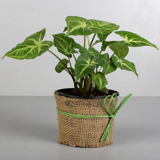Syngonium Plant Elegance