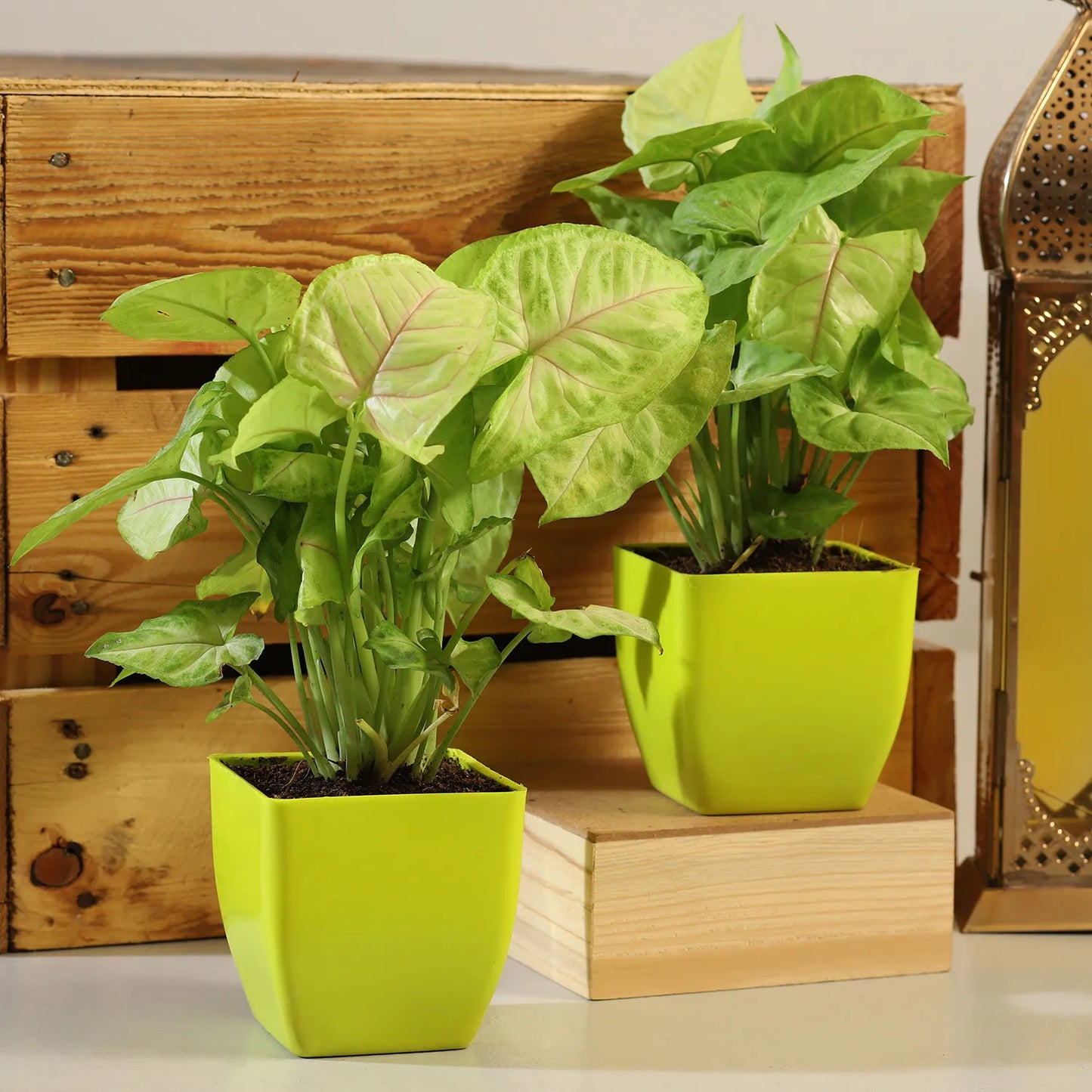 Syngonium Plant Green Pot Combo