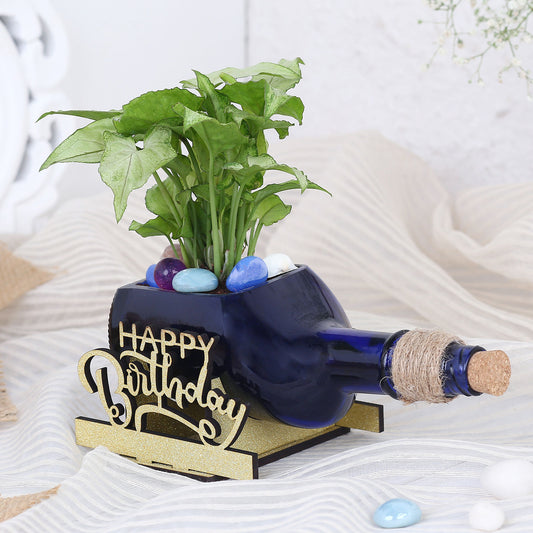 Syngonium Plant In Birthday Antiquity Bottle Planters