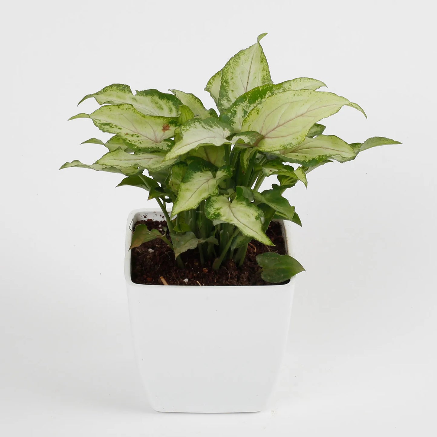 Syngonium White Plant in Imported Plastic Pot