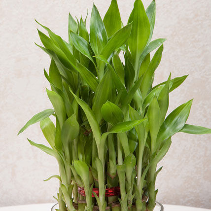 Three Layer Bamboo Good Luck Terrarium